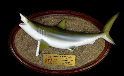 Blacktip Shark Trophy