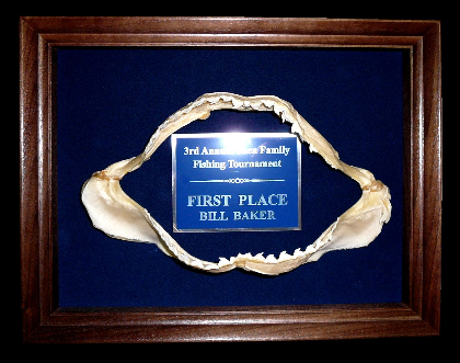 Tiger Shark Jaw in a Shadowbox Tiger Shark Jaw in a Shadowbox
